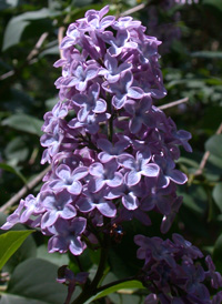 Common Lilac