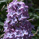 Common Lilac Common Lilac