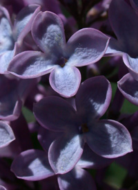 Common Lilac