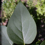 Common Lilac Common Lilac