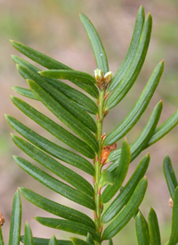 Japanese Yew