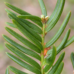 Japanese Yew Japanese Yew