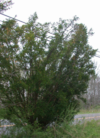 Japanese Yew