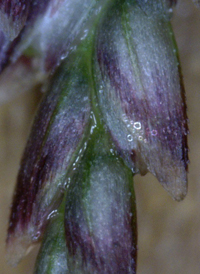 Pale False Manna-grass