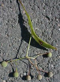 American Basswood