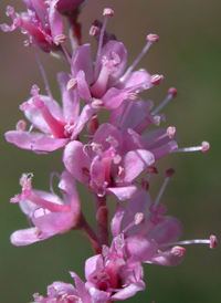 Saltcedar