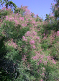 Saltcedar