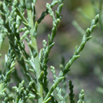 Saltcedar Saltcedar