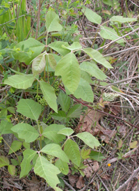 Atlantic Poison-oak