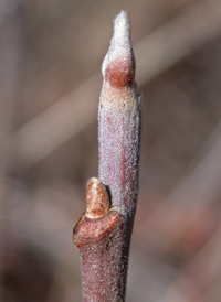 Atlantic Poison-oak