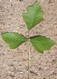 Atlantic Poison-oak