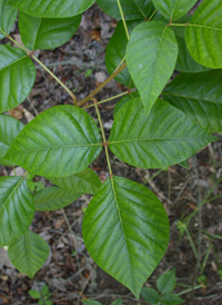 Eastern Poison-ivy