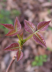 Eastern Poison-ivy