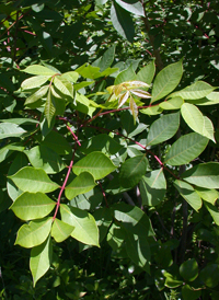 Poison Sumac