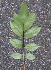 Poison Sumac