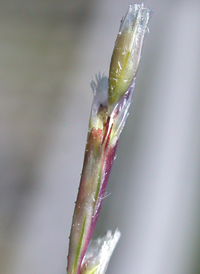 Purple Sand-grass