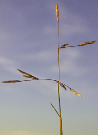 Purple Sand-grass