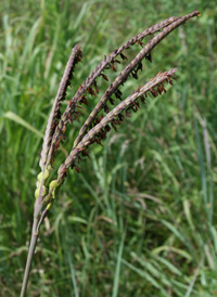 Eastern Gamma-grass