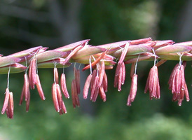 Eastern Gama-grass