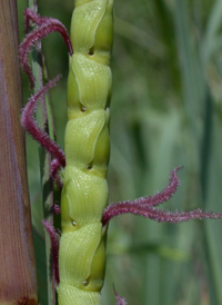 Eastern Gama-grass