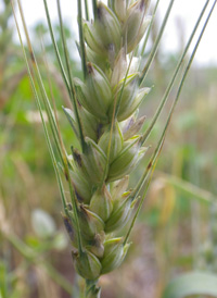 Bread Wheat