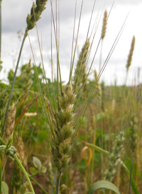 Bread Wheat