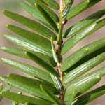 Eastern Hemlock Eastern Hemlock