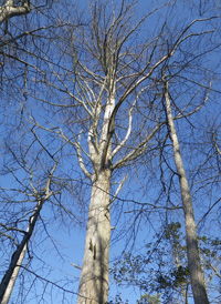 Bald Cypress