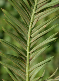 Bald Cypress