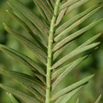 Bald Cypress Bald Cypress