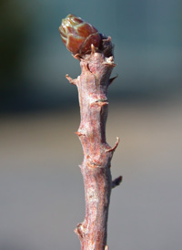 Bald Cypress