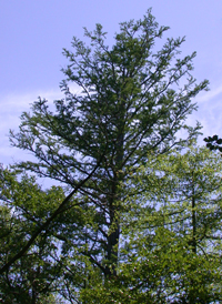 Bald Cypress