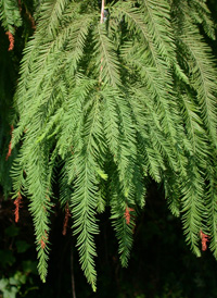 Bald Cypress