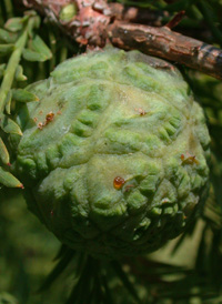 Bald Cypress