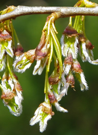 American Elm