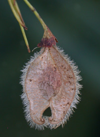 American Elm