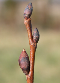 American Elm