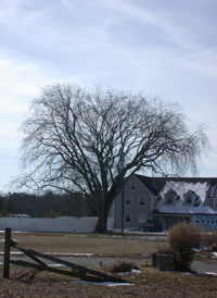 American Elm