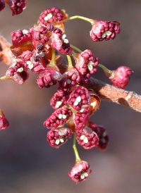 American Elm