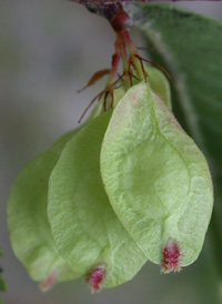 Chinese Elm