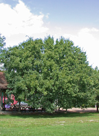 Chinese Elm