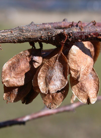 Chinese Elm