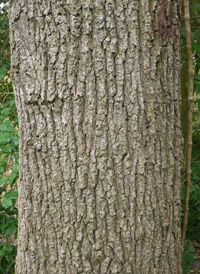 Siberian Elm