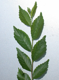 Siberian Elm