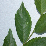 Siberian Elm Siberian Elm