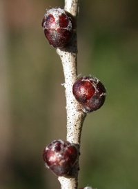 Siberian Elm