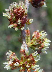 Siberian Elm