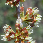 Siberian Elm