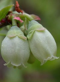 Late Lowbush Blueberry