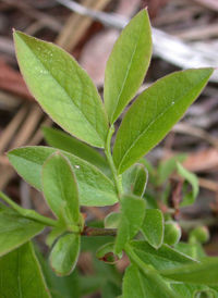 Late Lowbush Blueberry